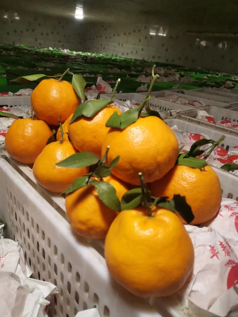 探索苍溪雪梨的独特魅力:与其它水果对比评测