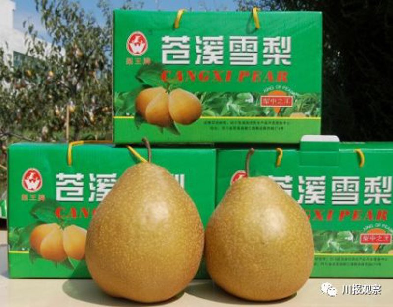 农业新篇章:苍溪山宝农业引领绿色风潮